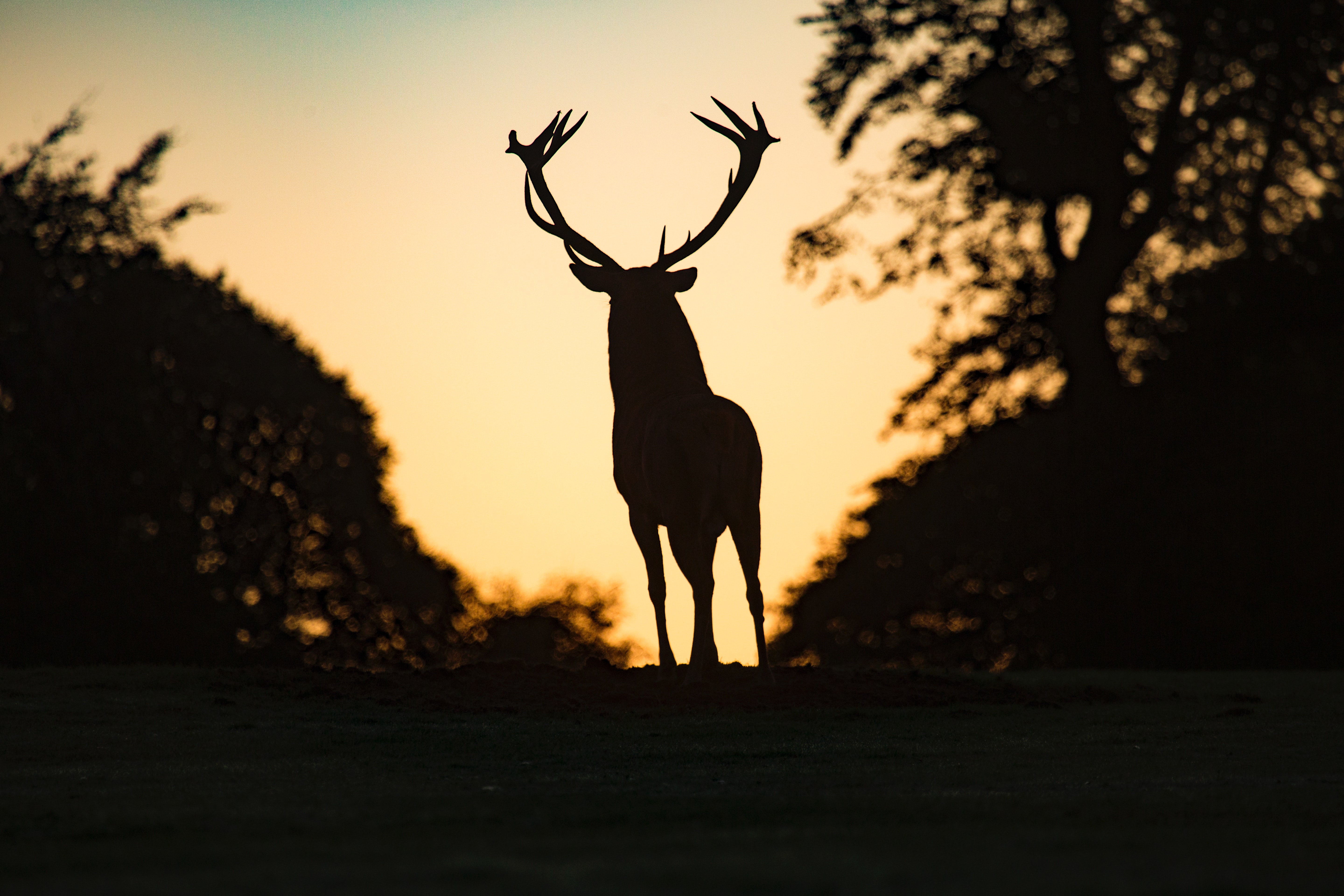 The silhouette of a deer