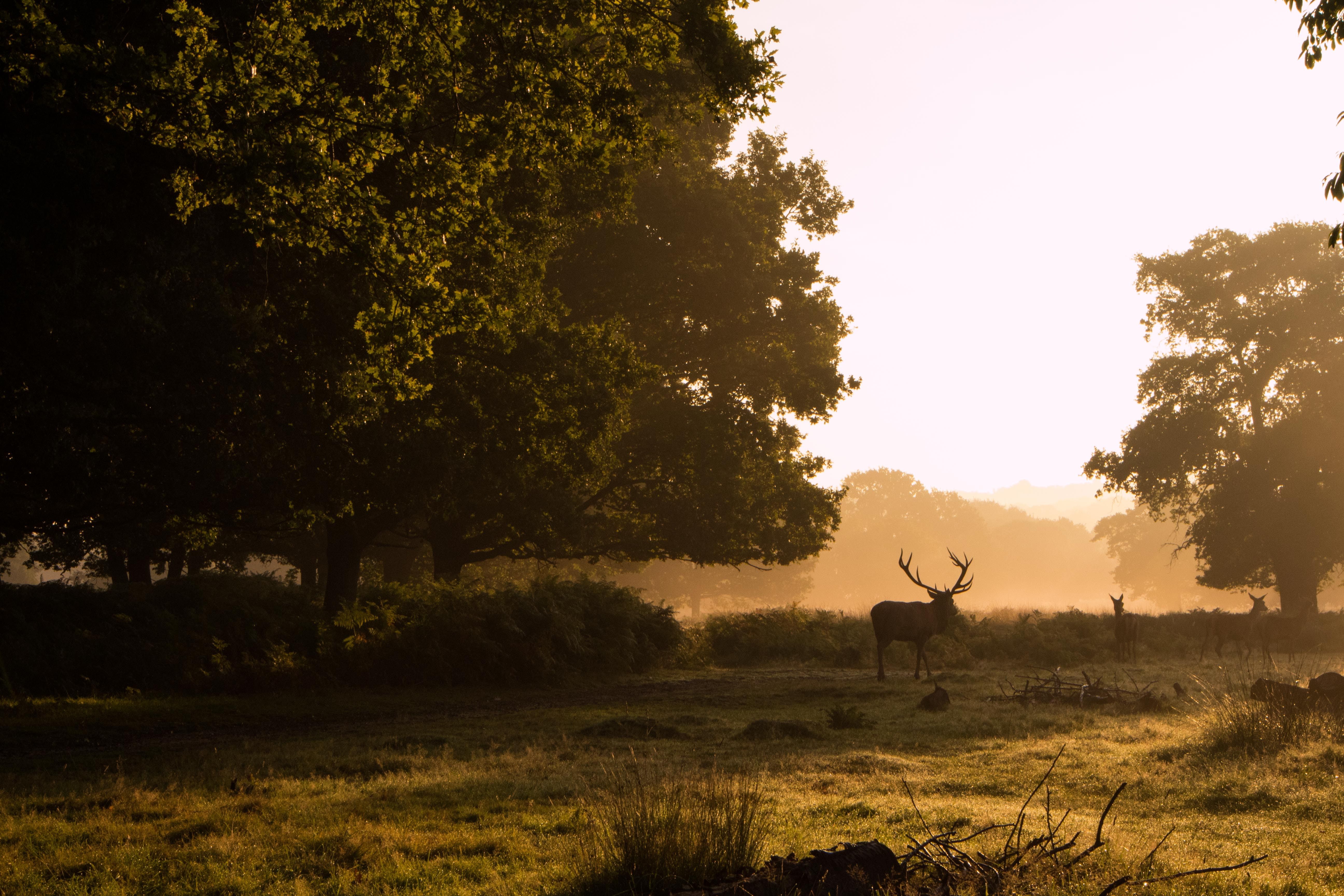 a misty sunrise with trees and deer