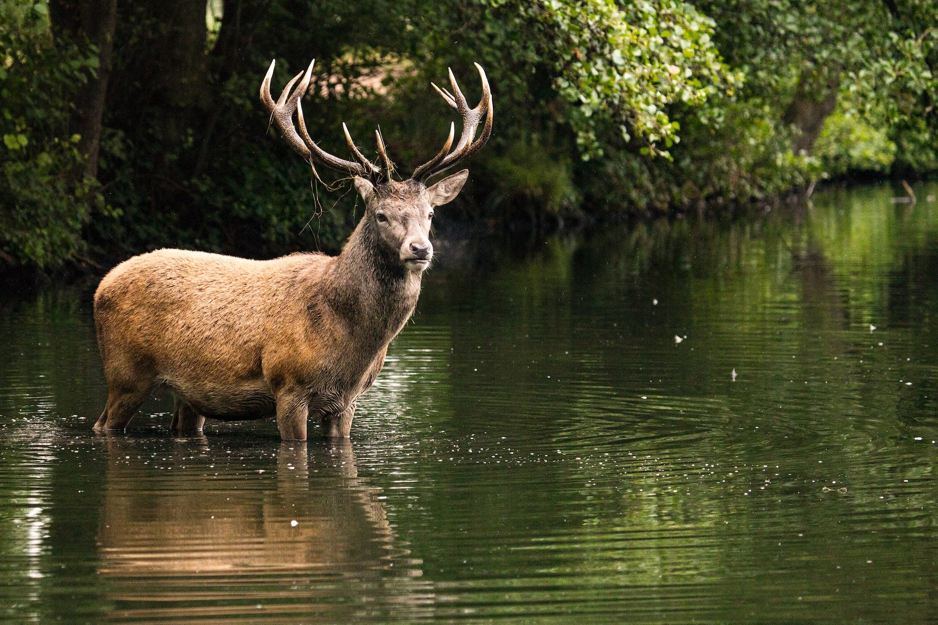 A deer wading in water